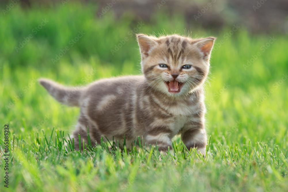 Little kitten cat meowing in the green grass Little kitten cat meowing in the green grass