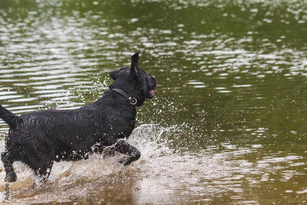 big black dog labrador big black dog labrador