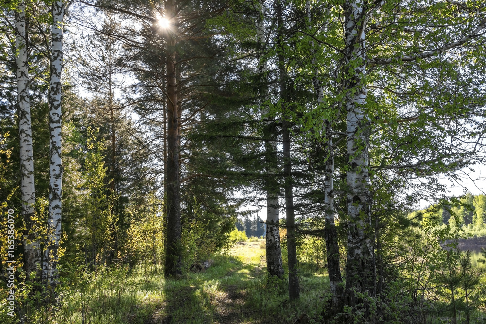 Fototapeta premium Sun shining through the branches and green leaves