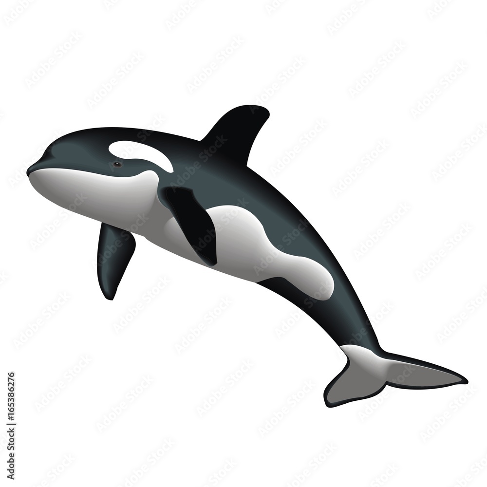 Obraz premium cowfish