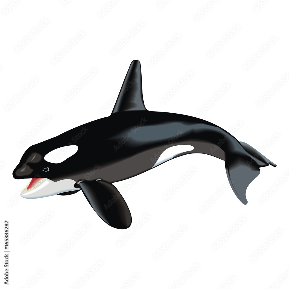 Fototapeta premium cowfish