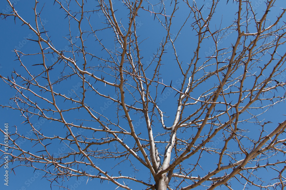 Obraz premium Leafless tree on a background of clear blue sky