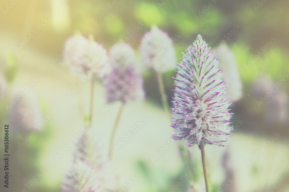 Ptilotus exaltatus flower Ptilotus exaltatus flower