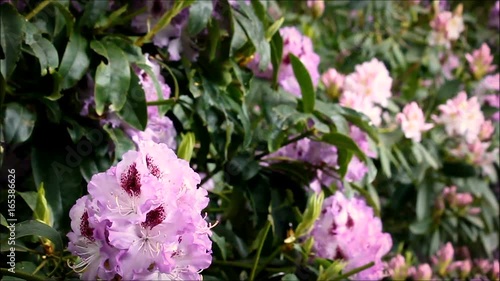 multi shade pink rhododendrum photo