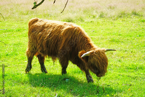 фотографія Brown hairy Highland cow in Scotland