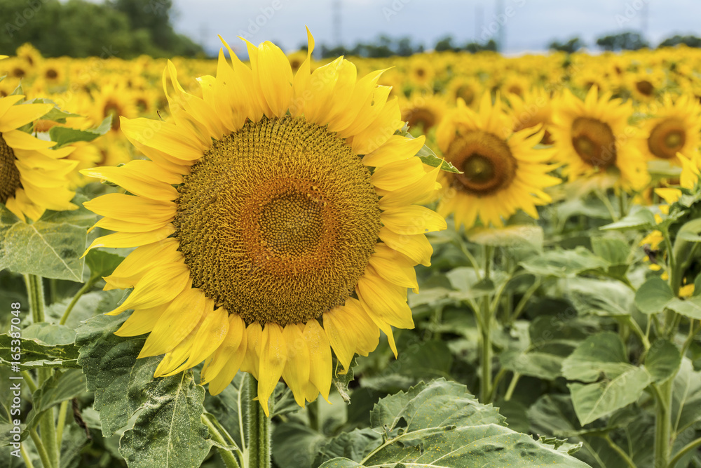 Fototapeta premium field of blooming sunflowers.Nature background 