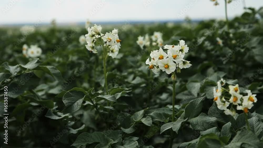 Potato field with green shoots of potatoes.Closeup:Field of green potato bushes.Beautiful landscape with field of potatos. Potato field with green shoots of potatoes.Closeup:Field of green potato bushes.Beautiful landscape with field of potatos.