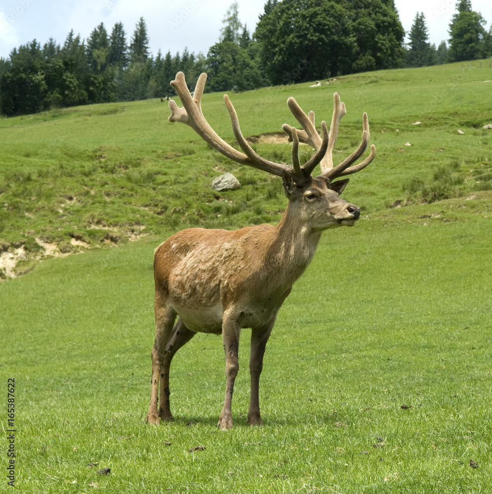 Rothirsch, Cervus elaphus, Rotwild, Hirsch Rothirsch, Cervus elaphus, Rotwild, Hirsch