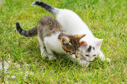 Two kittens playing in the grass © dorotaemiliac