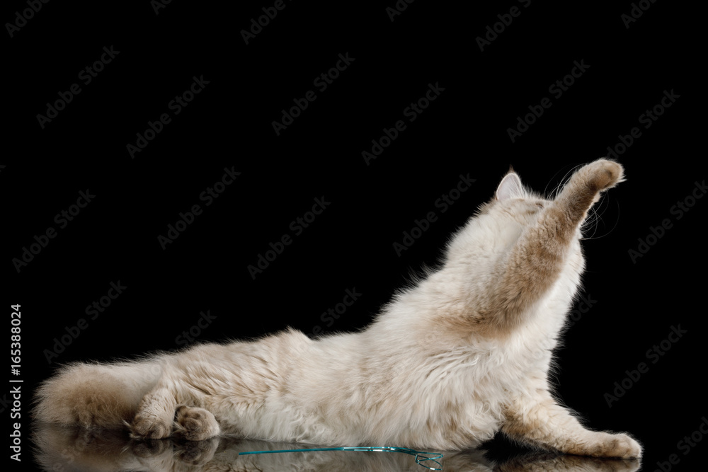 Playful Neva Masquerade Cat with Blue Eyes Lying and stretched paw on Isolated Black Background Playful Neva Masquerade Cat with Blue Eyes Lying and stretched paw on Isolated Black Background