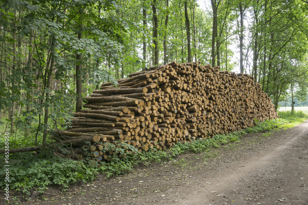 Gestapelte Baumstämme, Naturpark Hohe Mark, Münsterland, Nordrhein-Westfalen, Deutschland, Europe Gestapelte Baumstämme, Naturpark Hohe Mark, Münsterland, Nordrhein-Westfalen, Deutschland, Europe