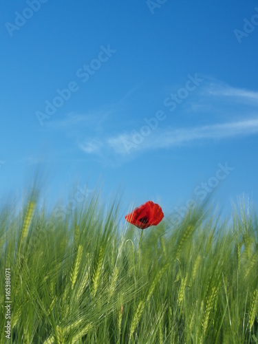 One poppy in the field of green wheat