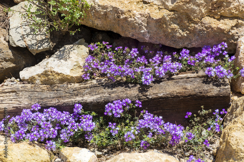 purple  flowers growing in the rocks