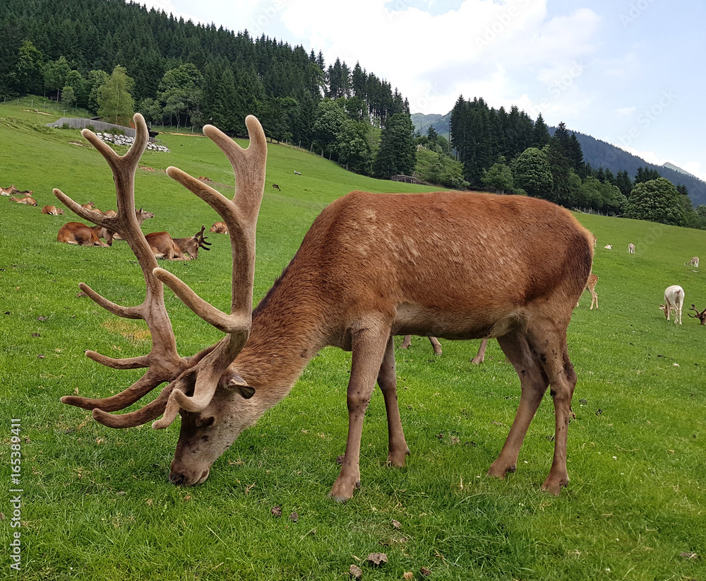 Naklejka premium Rothirsch, Cervus elaphus, Rotwild, Hirsch