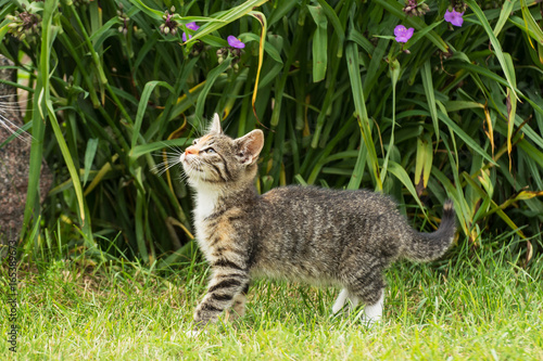 Lovely grey tabby kitten standing in the garden © dorotaemiliac