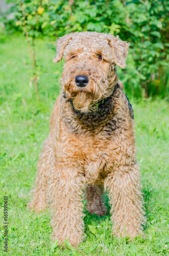 Airedale Terrier is a strong and muscular dog of medium size, with brown wool on the nature. Airedale Terrier is a strong and muscular dog of medium size, with brown wool on the nature.