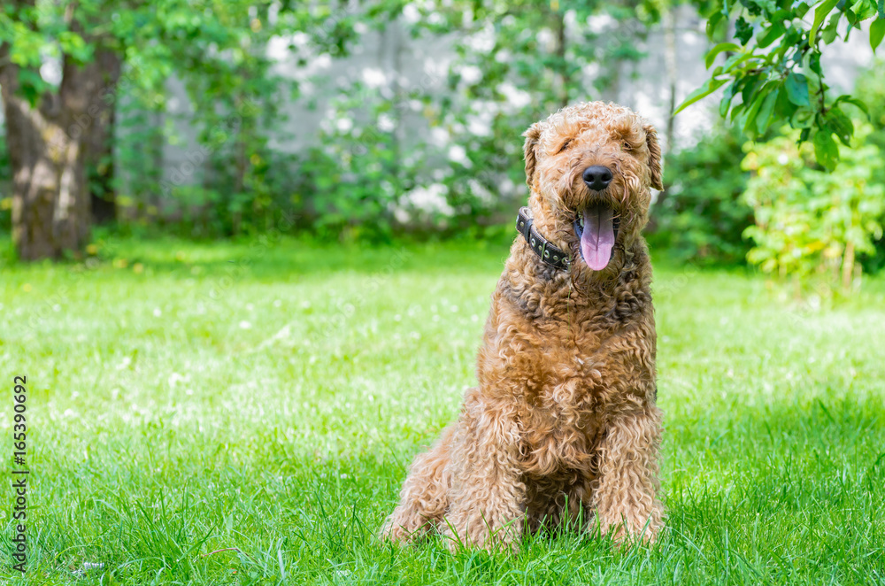 Airedale Terrier is a strong and muscular dog of medium size, with brown wool on the nature. Airedale Terrier is a strong and muscular dog of medium size, with brown wool on the nature.