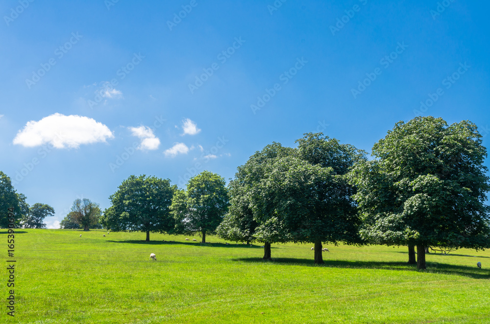 Sheep grazing at Bakewell in the Peak District, Derbyshire, England