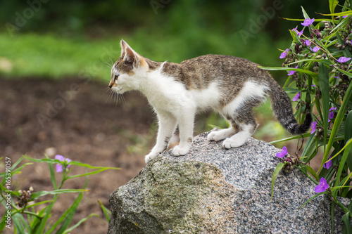 Little kitten standing on a rock in the garden