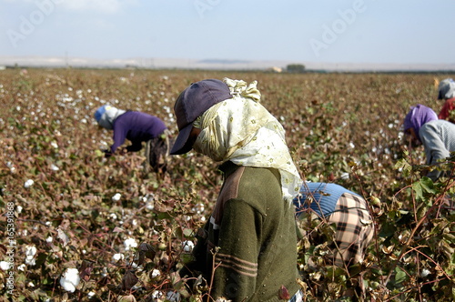 Quadro em tela Pamuk Toplama cotton picking