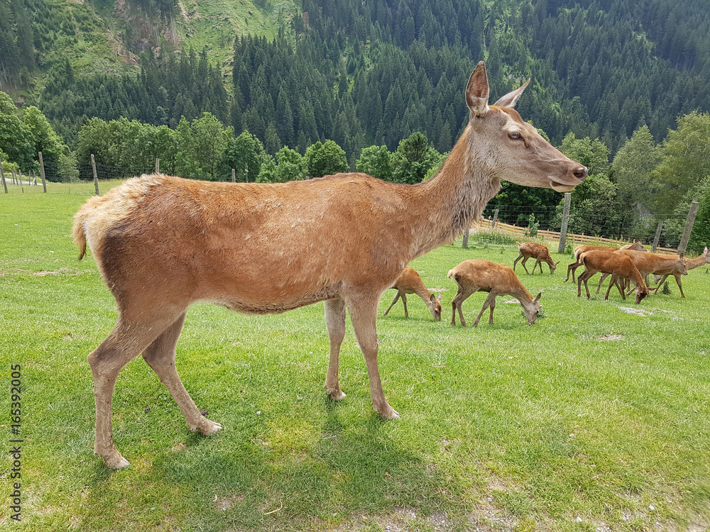 Rothirsch, Cervus elaphus, Rotwild, Hirsch Rothirsch, Cervus elaphus, Rotwild, Hirsch