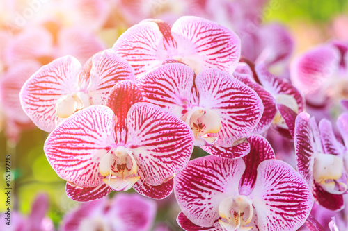 Fototapeta Naklejka Na Ścianę i Meble -  Beautiful orchid flower in the garden at winter or spring day for postcard, beauty and agriculture idea concept design. Orchids are export business products of Thailand that make a lot of money.