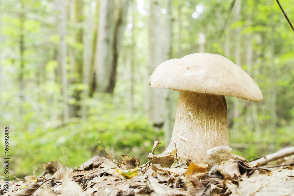 Fototapeta premium White mushroom growing in autumn forest.