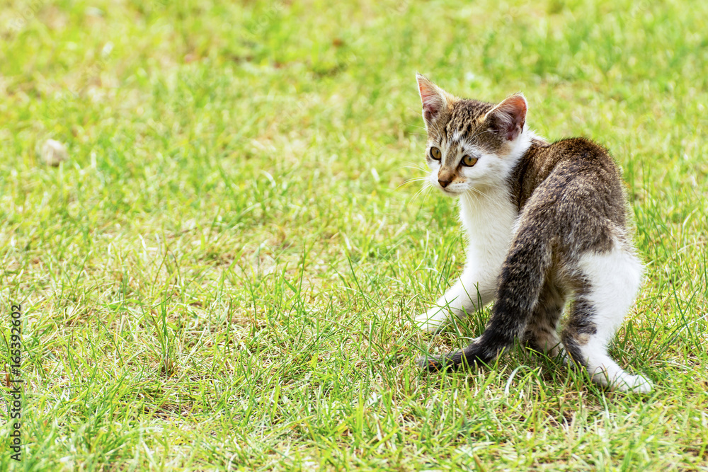Grey and white kitten walking on the grass - frightened by something