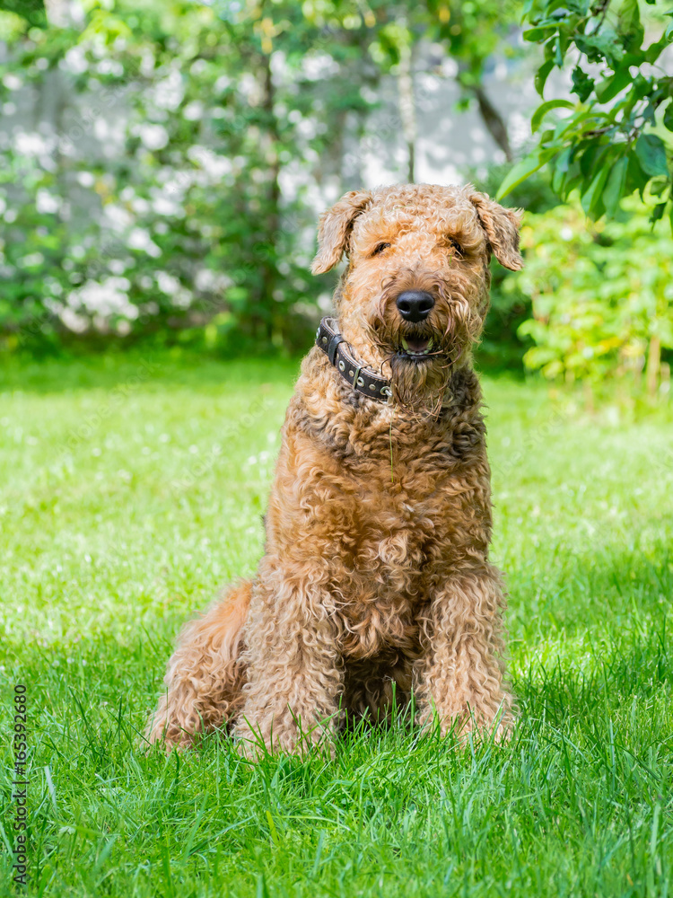 Airedale Terrier is a strong and muscular dog of medium size, with brown wool on the nature.