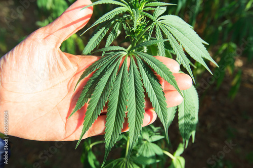 cannabis leaf in the hand, hashish, cannabis background, leaf of marijuana plant, taberrant morocco photo