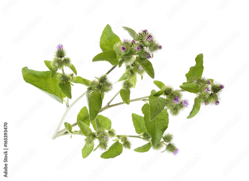 Flowering Great Burdock (Arctium lappa), close up view,isolated on white background Flowering Great Burdock (Arctium lappa), close up view,isolated on white background