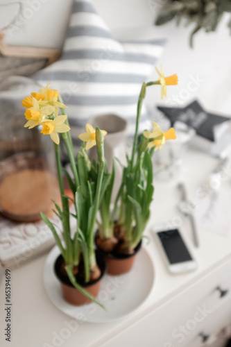 Flowering daffodils on a table