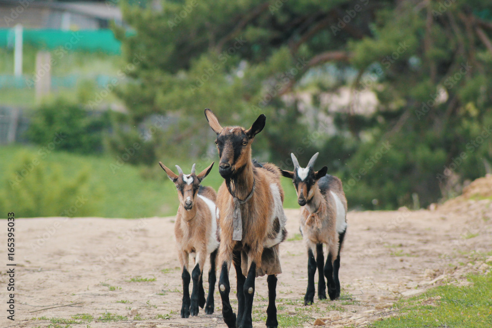 Group of cute happy goats on a walk - russian village Group of cute happy goats on a walk - russian village