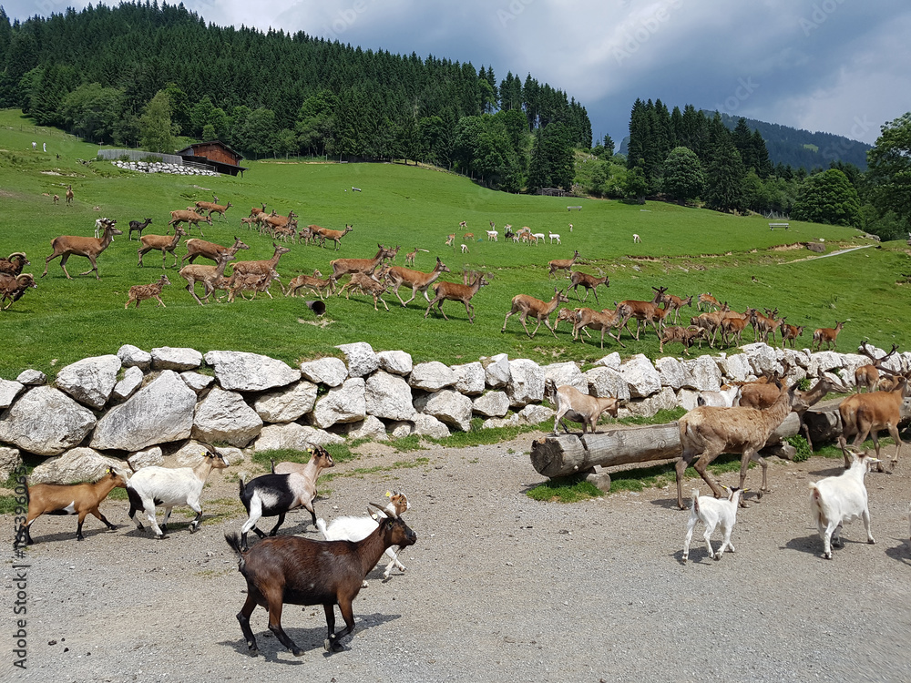 Obraz premium Wildfuetterung, Rothirsch, Hirsch, Sikahirsch, Ziegen