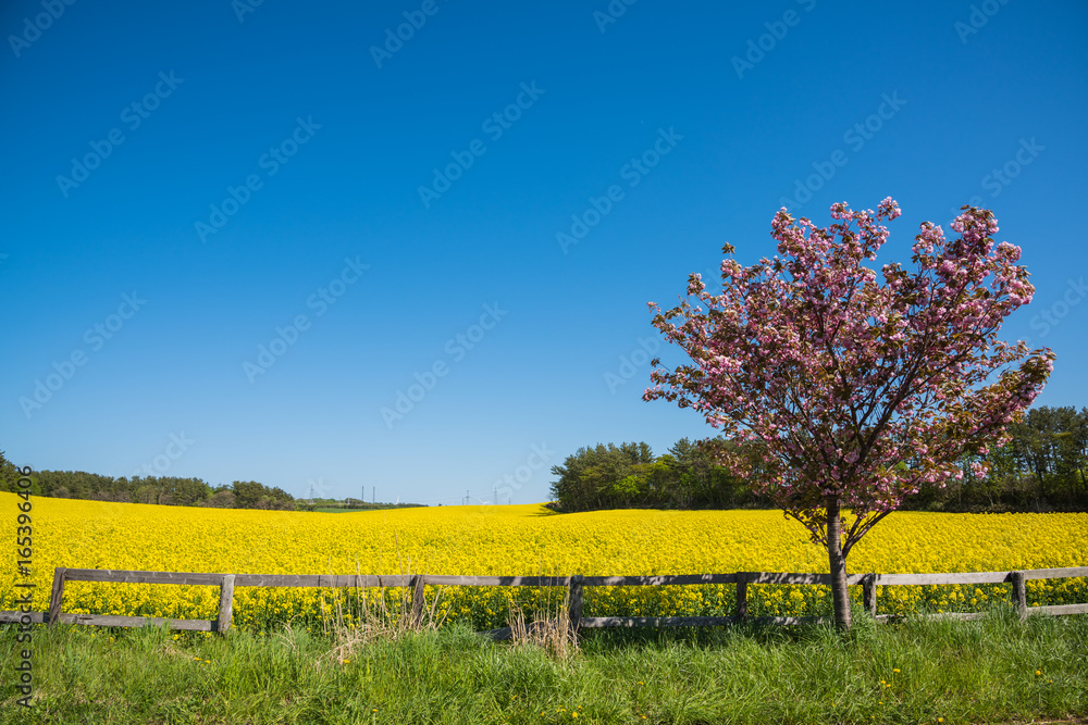 絶景 菜の花畑と桜 青森下北半島の菜花畑 遅い桜と菜の花の絶妙なコラボレーション Stock 写真 Adobe Stock