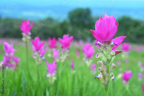 Siam Tulip in field.