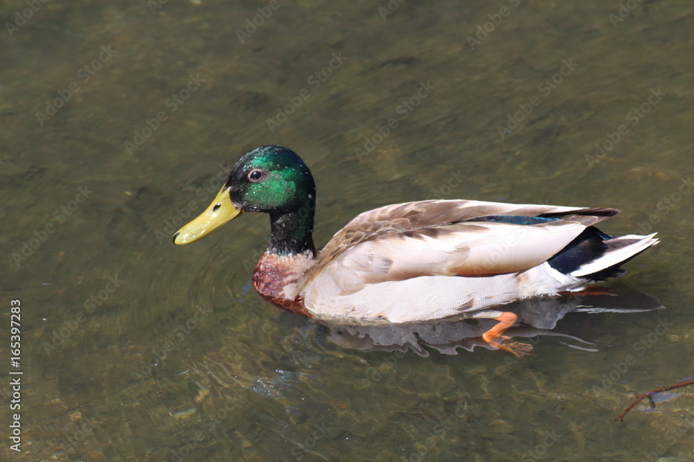 Canard colvert sur un étang Canard colvert sur un étang