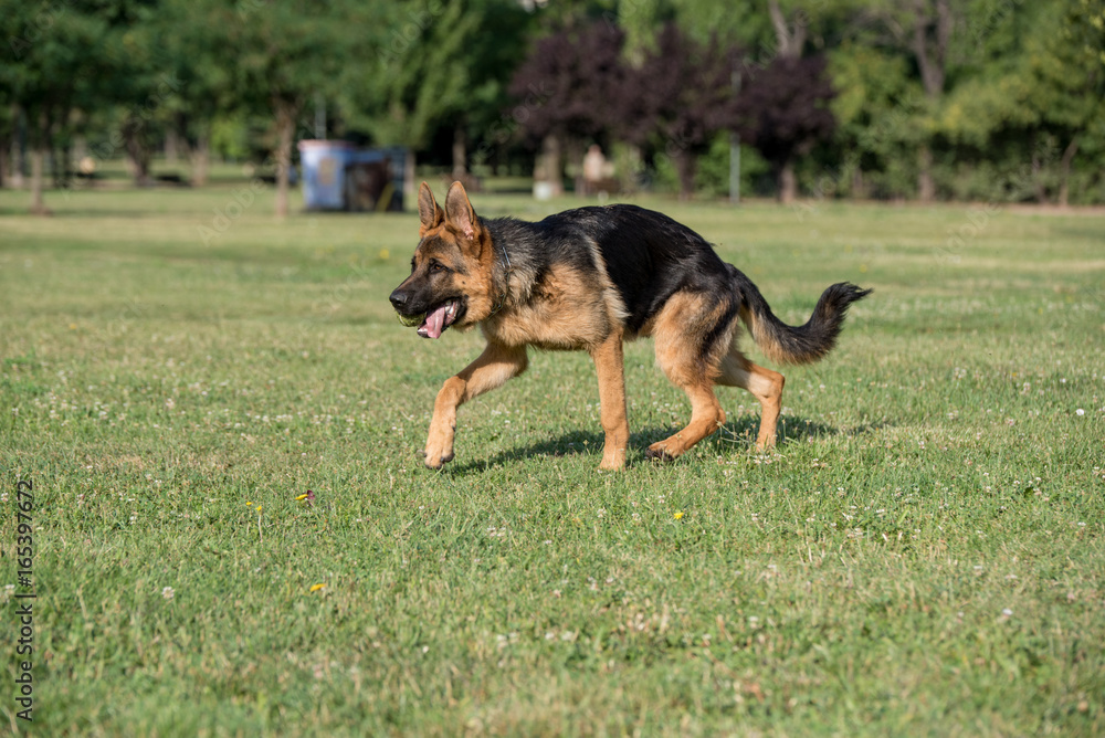 German Shepherd Dog Running Through the Grass German Shepherd Dog Running Through the Grass