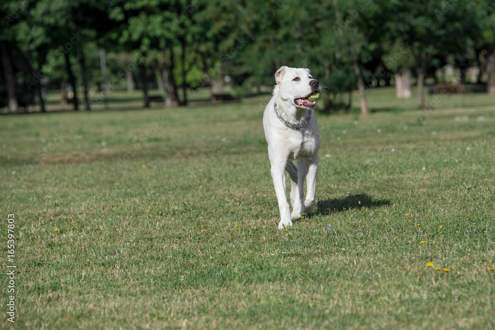 Alabai dog running on the grass.Selective focus on the dog Alabai dog running on the grass.Selective focus on the dog