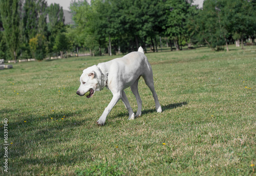 Alabai dog running on the grass.Selective focus on the dog