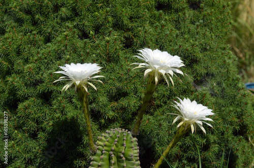 Cactus Selenicereus grandiflorus blooming Fototapet