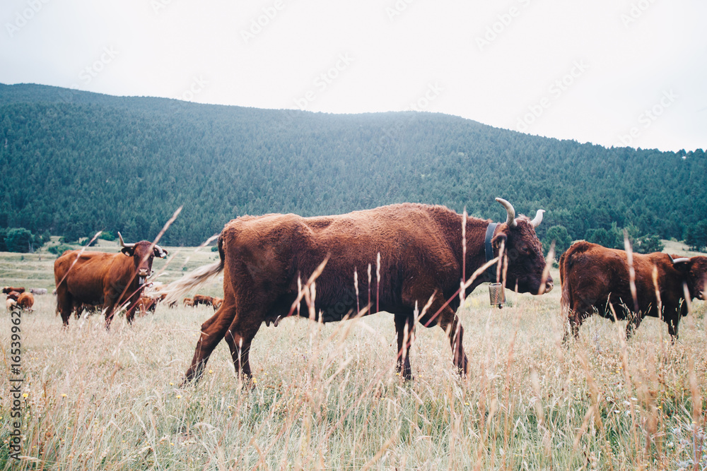 vacas pastoreando