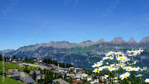 Blick auf die Churfirsten/Blick auf die Bergkette der Churfirsten im Kanton St. Gallen in der Schweiz, im Vordergrund weiße Margariten 