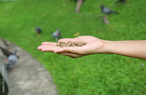 Hand holding food for feeding fish or bird in the garden. © zilvergolf