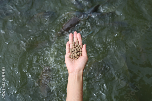 Hand holding food for feeding fish in pond.