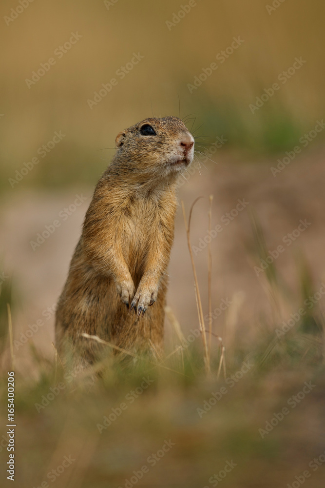 Common ground squirrel on blooming meadow. European suslik. Spermophilus citellus. Wildlife animal in the nature habitat. Little park in the middle of the rush city. Common ground squirrel on blooming meadow. European suslik. Spermophilus citellus. Wildlife animal in the nature habitat. Little park in the middle of the rush city.