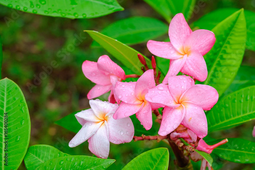 Pink Plumeria  or frangipani flower