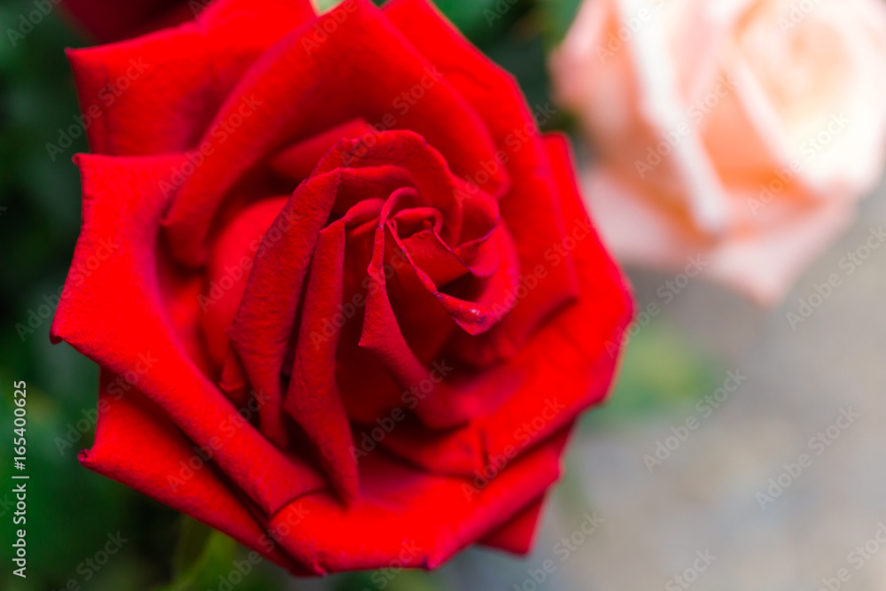 花 赤いバラ 薔薇 カーネーション Stock Photo Adobe Stock