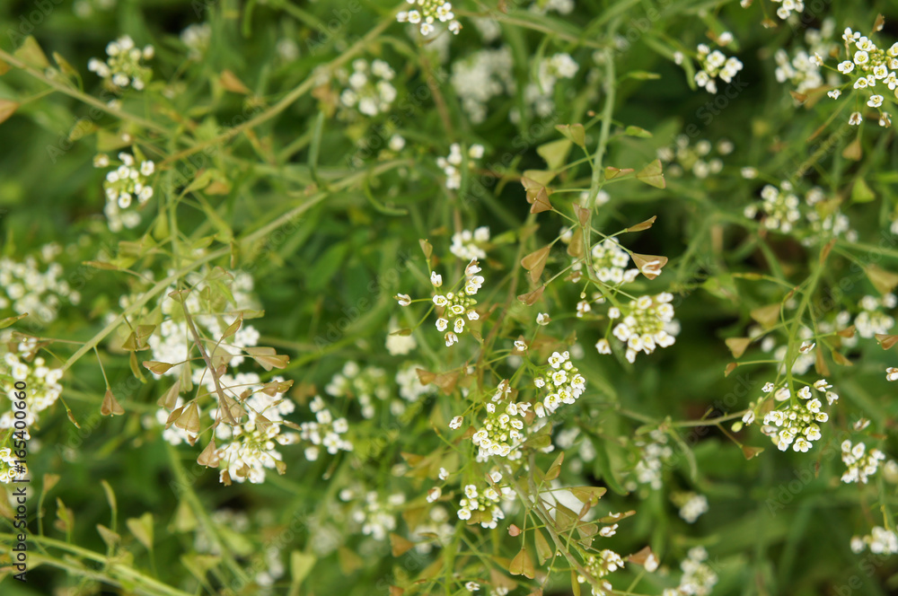 Capsella bursa-pastoris or shepherd's purse gren plant with white flowers Capsella bursa-pastoris or shepherd's purse gren plant with white flowers