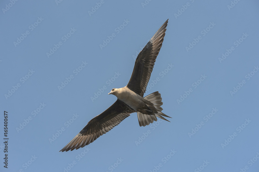 Arctic Skua in flight. Arctic Skua in flight.